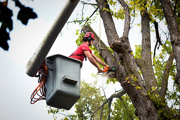 Best Tree Branch Trimming  in Los Lunas, NM